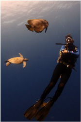 Trio of diver green turtle and batfish. by Michel De Ruyck 